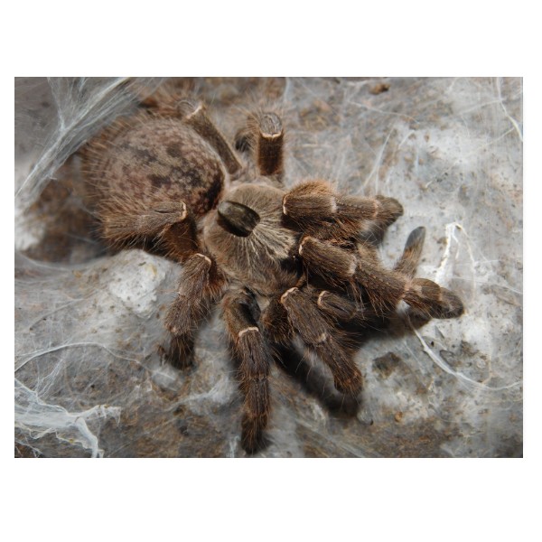 Puzzle velké s potiskem Ceratogyrus darlingi