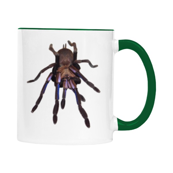 Chilobrachys natanicharum a Ceratogyrus darlingi