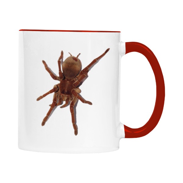 Theraphosa stirmi a Pamphobeteus sp Machala